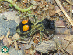 Hoplomutilla spinosa