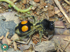 Hoplomutilla spinosa