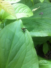 Chrysopilus thoracicus