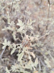 Buddleja marrubiifolia