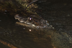 Paleosuchus trigonatus