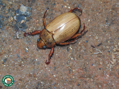 Rutelinae