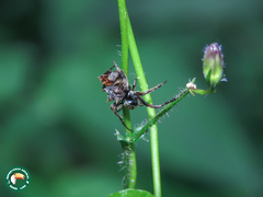 Wagneriana