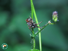 Wagneriana