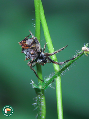 Wagneriana