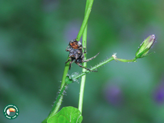 Wagneriana