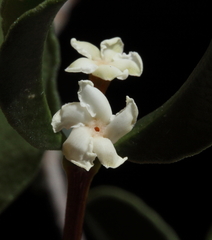Alyxia buxifolia