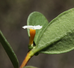 Alyxia buxifolia