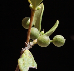 Alyxia buxifolia