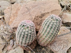 Echinocereus pectinatus pectinatus