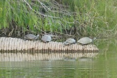 Trachemys scripta elegans