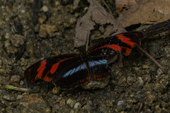 Podotricha telesiphe