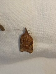 Platynota flavedana