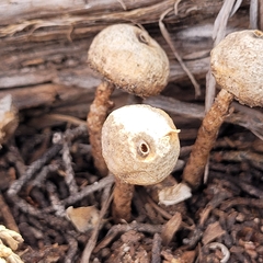 Tulostoma