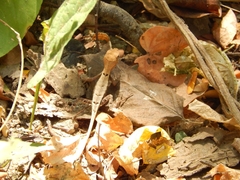 Stenocercus erythrogaster