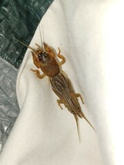 Neocurtilla hexadactyla