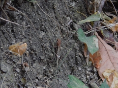 Stenocercus erythrogaster