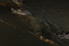 Paleosuchus trigonatus