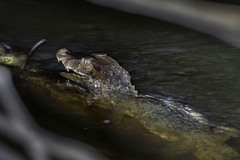 Paleosuchus trigonatus