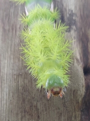 Automeris naranja