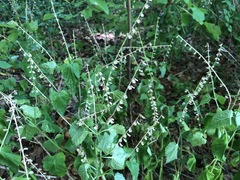 Scutellaria altissima