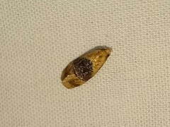 Eugnosta erigeronana