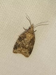 Platynota exasperatana