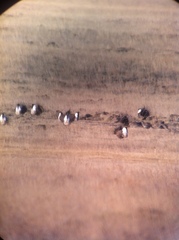 Centrocercus urophasianus