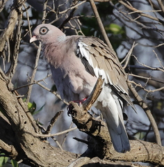 Patagioenas corensis