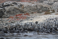 Spheniscus humboldti