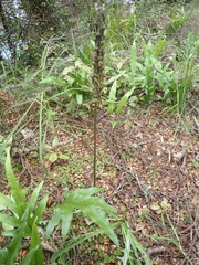 Gastrodia molloyi