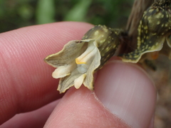 Gastrodia molloyi