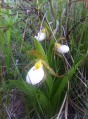Cypripedium candidum