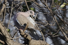 Patagioenas corensis