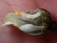 Gastrodia molloyi