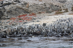 Spheniscus humboldti