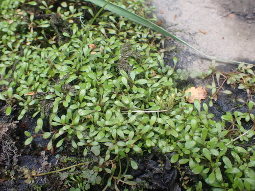 Image of Glossostigma elatinoides by (c) Paul Bell-Butler, some rights reserved (CC BY)
