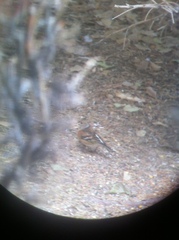 Fringilla montifringilla