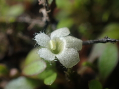 Glossostigma elatinoides