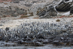 Spheniscus humboldti