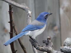 Aphelocoma californica