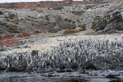 Spheniscus humboldti