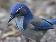Aphelocoma californica
