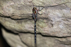 Austroaeschna pulchra