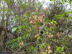 Loeseneriella