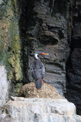 Poikilocarbo gaimardi