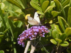Tatochila
