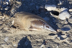 Pinnidae