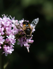 Eristalis jugorum