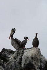 Poikilocarbo gaimardi